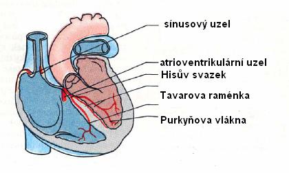 2. Elektrokardiografie Jedná se o standardní neinvazivní metodu vyšetření elektrické aktivity myokardu. Výsledkem je EKG křivka jejíž tvar podává zásadní informace o činnosti srdce. 2.