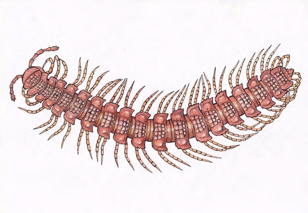 6. Plochule zubovitá (Polydesmus denticulatus). Orig. Pavel Kocourek.