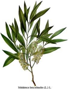 1 Tea tree il Obrázek 10 - Melaleuca alterniflia [14] Tea tree il je velice účinná přírdní substance, která se získává destilací listů z australskéh čajvníku Melaleuca alterniflia.