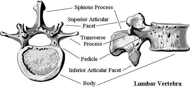2 ČÁST OBECNÁ 2.1 Anatomie bederní páteře 2.1.1 Pohybový segment Pohybový segment tvoří základní funkční jednotku páteře.