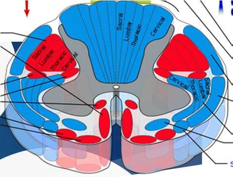 VYŠETŘENÍ FUNKCE SPINOTHALAMICKÝCH TRAKTŮ PAIN-RELATED EVOKOVANÉ POTENCIÁLY, vyvolané: 1. LASEREM (LEPs) nejspolehlivější neurofyziologická metoda hodnocení funkce nociceptivních drah (Aδ) (Grade A).