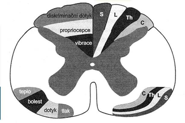 MODALITY EP PŘÍNOSNÉ U VERTEBROGENNÍCH ONEMOCNĚNÍ MODALITY RUTINNĚ VYUŽÍVANÉ V KLINICKÉ PRAXI (Nardone et al.