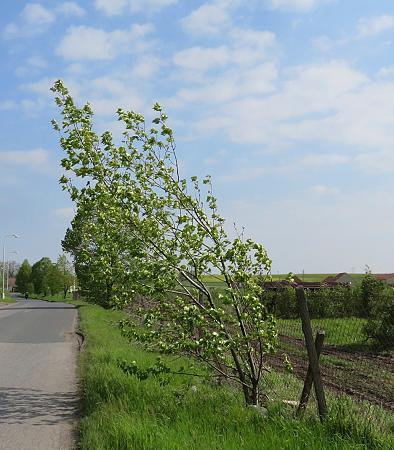 Náletové skupiny k likvidaci NÁVRH ŘEŠENÍ Cílem nově navržených vegetačních úprav je obnova, dlouhodobá stabilizace, sjednocení vzhledu a druhová optimalizace liniové výsadby v ulici Radonická.