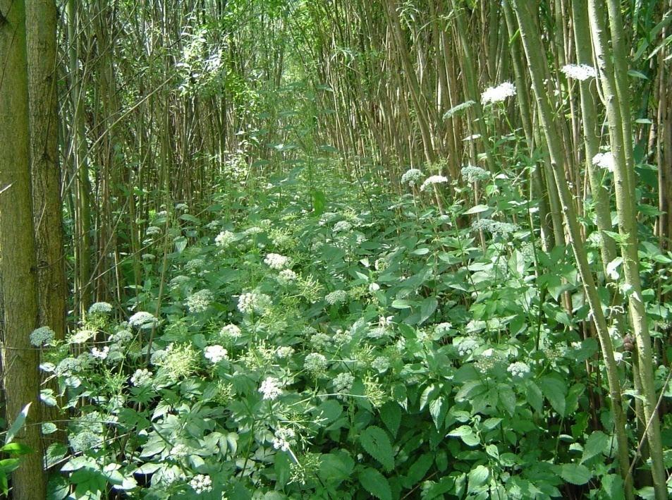 Bylinná společenstva VP RRD vegetaci plantáží rychle rostoucích dřevin tvoří značně ochuzená společenstva, klasifikovatelná pouze na třídní úrovni (Galio-Urticetea a Chenopodietea-Secalietea) délka