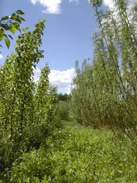 VP RRD a jejich ekologické přínosy Smíšená výmladková plantáž (topol a vrba) 1 rok