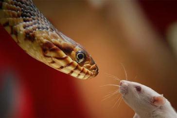 7. HADI Mladá zvířata (u hadů do půl roku) se krmí co 5 dnů. Petr má těchto hadů 5. Kolik spotřebují myší za měsíc březen, když první krmení proběhlo 4.3. a každý had sežere 1 myš?