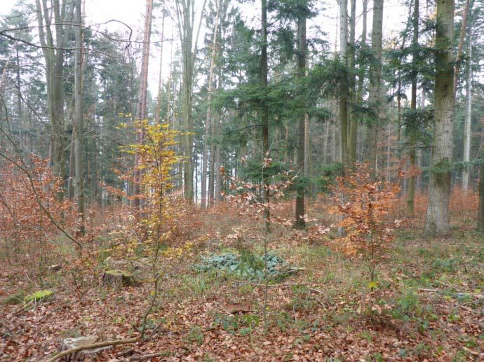 pruhem označený strom