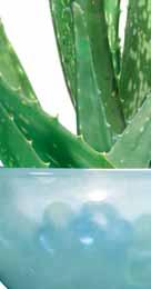 LIFETAKT 2 ** Aloe Vera