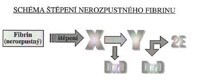 Konečným stadiem jsou D-dimery o MW 182 kda, které se dostávají do periferní krve, kde fungují jako marker možné tromboembolické nemoci. [18] Obrázek 8 Schéma štěpení nerozpustného fibrinu.