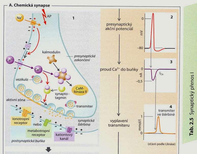 Receptor je součástí kanálu ionotropní signalizace nebo