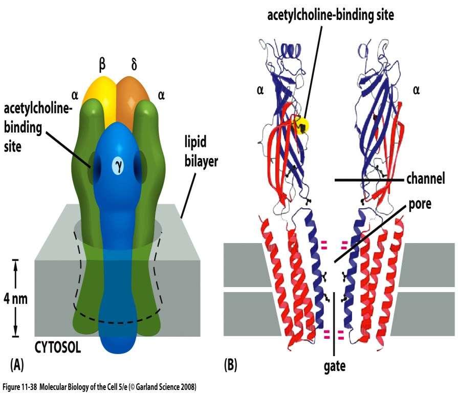 Ach receptor je ionotropní.