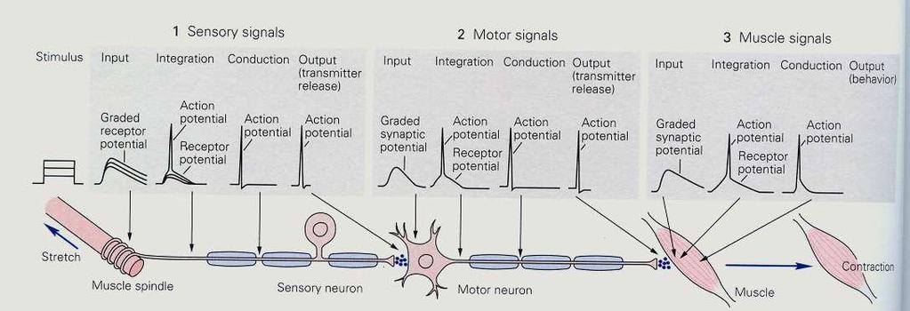 Šíření signálů a synapse Synapse, místa přerušení elektrického vedení. AP a místní potenciály. Zpomalení, převod na chemickou řeč.