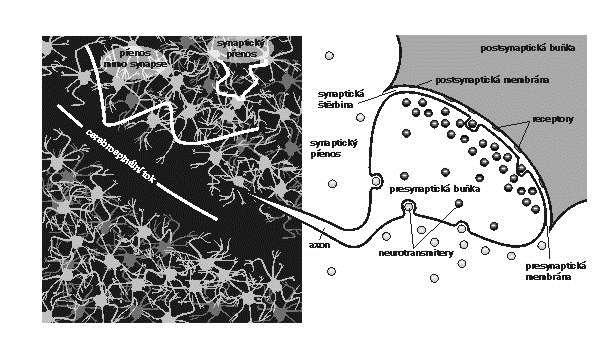 Mimosynaptický přenos (presynaptická inhibice/potenciace) Mozek lze pokládat za žlázu s vnitřní sekrecí, která si své hormony produkuje sama.