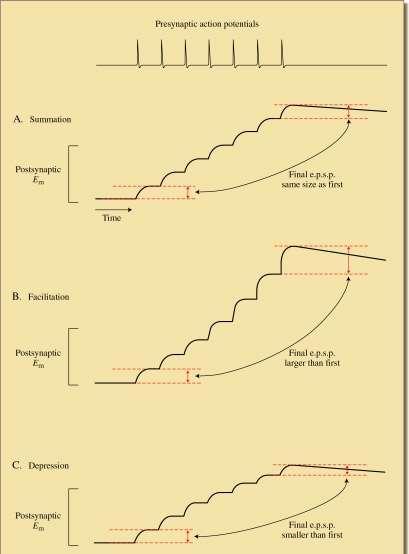 Synaptická plasticita Potenciace: A.