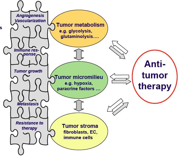 Solidní nádor jako komplexní tkáň ) nádorové buňky buňky podpůrné (fibroblasty, endotel, BBB, imunitní