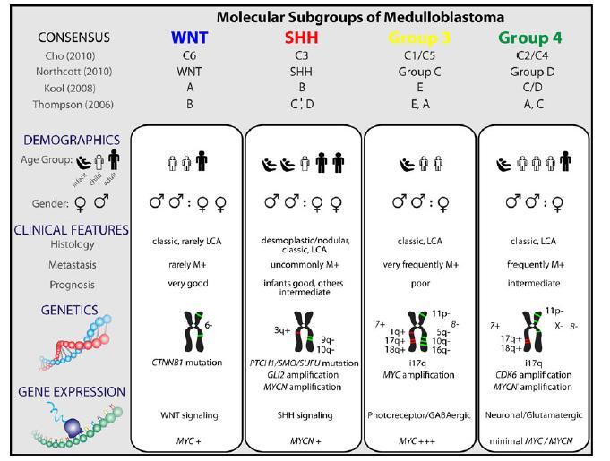 MOLEKULÁRNÍ KLASIFIKACE MEDULOBLASTOMU (2010) 4