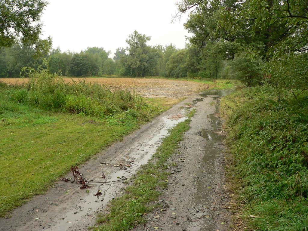 (rdesno ptačí), je možné usoudit, že jsou po většinu roku suché a k jejich zvodnění dochází jen na krátkou dobu po vydatnějších deštích (obr. 3).