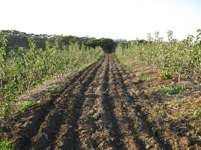 1 2 3 Ohled na Stáří rostliny Vegetační