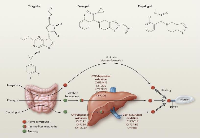 2. Case P2Y12 Presentation inhibitors: Farmakokinetika a farmakodynamika Drug Administration Activation Ticagrelor