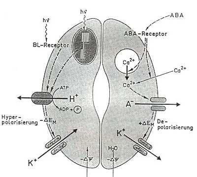 Růst osmotického potenciálu při otevírání průduchů Otevírání Zavírání Aktivace světlem - ATPase