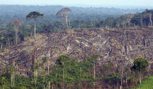 Ničení lesů tropické deštné lesy kácíme a vypalujeme těžíme v nich dřevo a na jejich místě pěstujeme