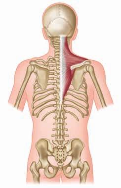 Atlas ů anatomie TRAPÉZOVÝ SVAL M. TRAPEZIUS Pohled zezadu. Z řeckého slova trapezoeides, lichoběžníkovitého tvaru.