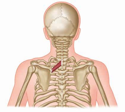 Atlas ů anatomie MALÝ ROMBICKÝ SVAL M. RHOMBOIDEUS MINOR Z řeckého slova rhomboeides, tvaru rovnoběžníku, z latinského slova minor, menší.