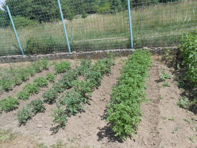 Německými kolegy byly prezentovány vlastnosti jednotlivých odrůd a poskytnuto široké poradenství pro pěstování brambor tradičními cestami.