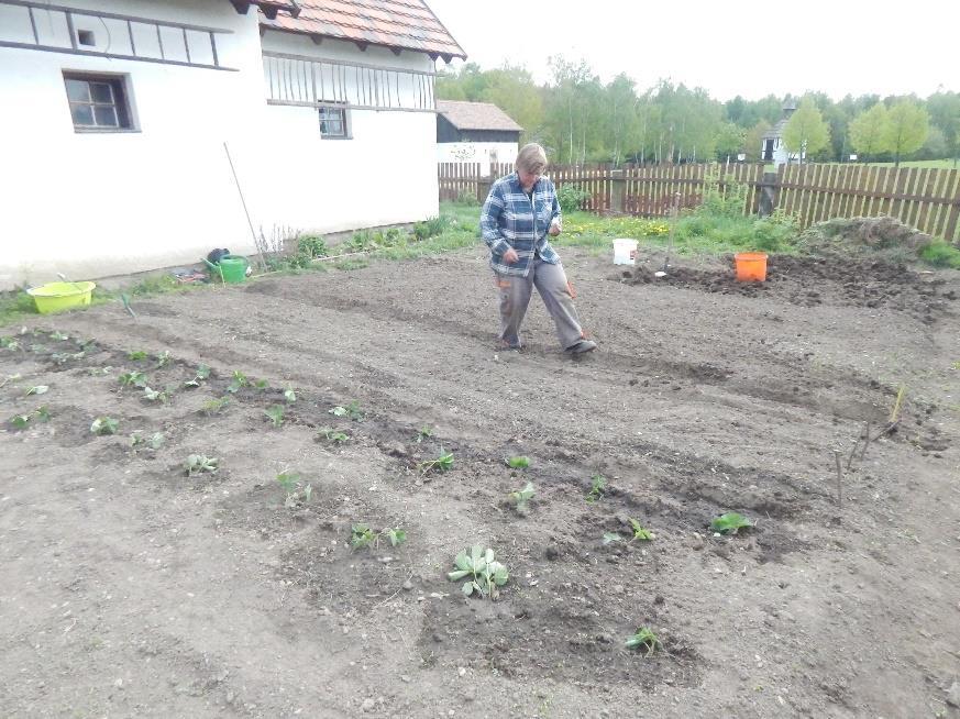 Práce na pokusné zahradě Datum, čas a místo: jaro podzim 2018, skanzen Stará Ves V průběhu roku byla zahrada