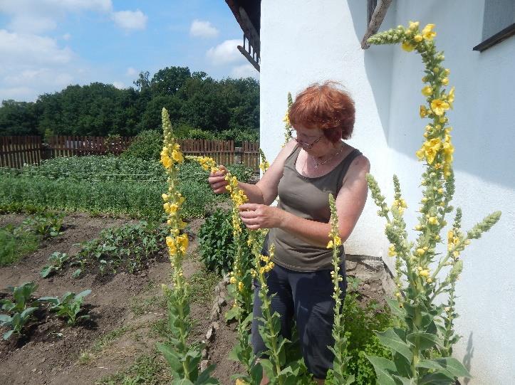 Vypěstovaná zelenina byla využívána zejména pro prezentační účely. Např.