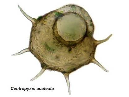 Tardigrada, rozoči Acaridida