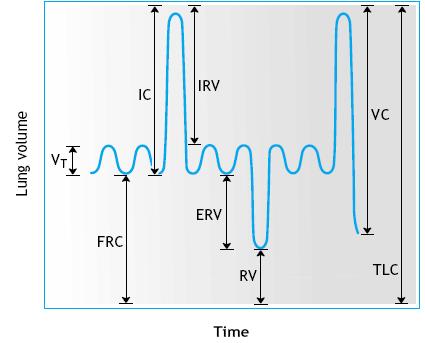 V T - dechový objem cca 500ml TLC celková plicní kapacita RV+ IRV + Vt + ERV IRV- inspirační rezervní objem 2-3L IC inspirační kapacita = V T + IRV ERV-