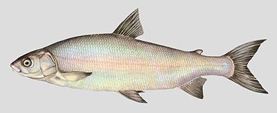Produkce síhů Síh severní maréna a síh peleď. Nepůvodní rybí druhy.