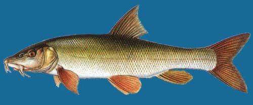 Produkce reofilních druhů ryb Pro vysazování do revírů je zpravidla vysazována