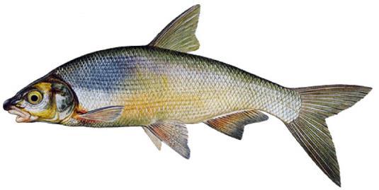 Generační ryb jsou zpravidla odlovovány na trdlištích v přirozených podmínkách,