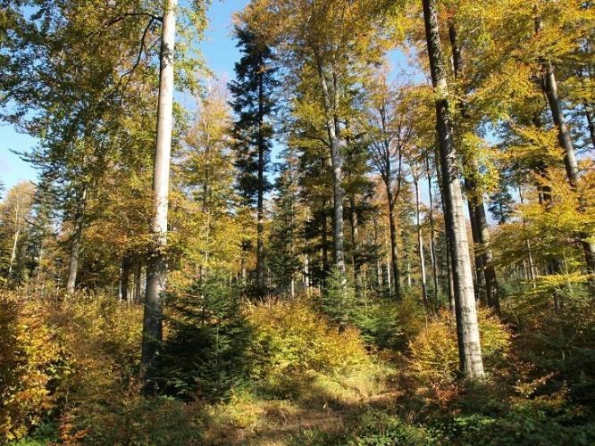 15.1.1 Zachování porostního typu hospodářského souboru Plošné opatření podpora se poskytuje na plochu zařazené porostní skupiny, která náleží do jednoho z podporovaných porostních typů hospodářského