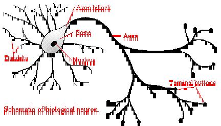 38 matematickou funkcí která určuje aktivaci neuronu.