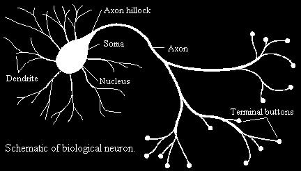 Obrázek 18: Biologický neuron [18] Obrázek 19: Umělý neuron [19] Každý neuron tedy vykonává relativně