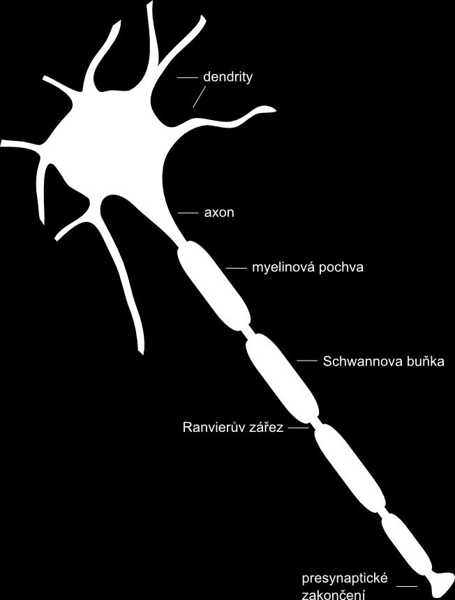 1 FYZIOLOGICKÝ ZÁKLAD 1.1 Neuron Neuron je základní strukturní a funkční jednotkou nervového systému. Jeho základní stavba je popsána na obr. 1.1. Neuron je tvořen buněčným tělem (soma), dendrity a axonem.
