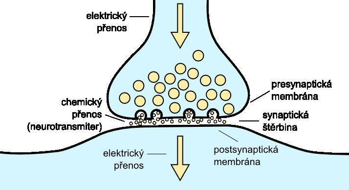 1.1.1 Synapse Synapse je místo styku axonu jedné nervové buňky s jiným neuronem či efektorem. Na presynaptické membráně (obr. 1.