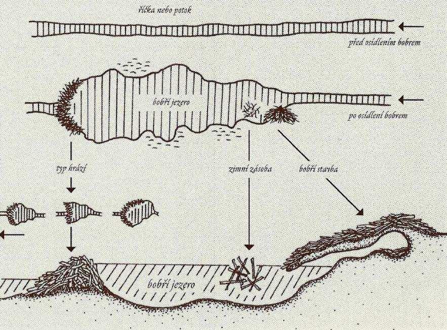 3.1.10.3 Stavba hrází Tato bobří činnost, stavba hrází na vodních tocích, zasahuje nejvýznamněji do podoby krajiny, ve které bobr žije.