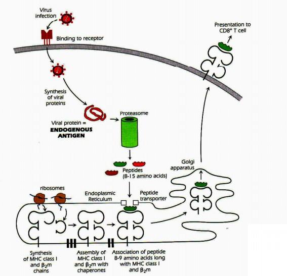 Peptidy prezentované pomocí HLA I. tř. endogenní zdroj 1. Syntéza virových proteinů na ribosomech 2.