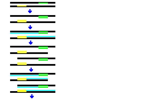 Polymerázová řetězová reakce *cílová oblast DNA ohraničená primery * denaturace řetězců DNA * navázání primerů * syntéza nových