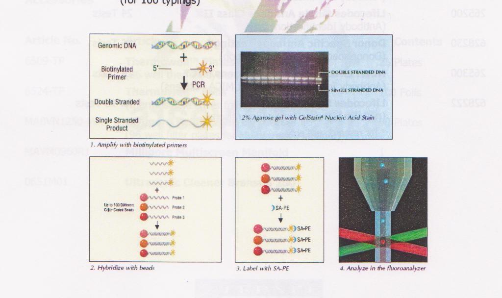 PCR SSO typizace na