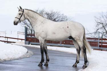 DPH Heartbreak ZH Cairo Heartbreaker Wide Awake v/d Noordheuvel Caesar SČ 938 Perla Nimmerdor Bacarole Darco Nibrahime Cosinus B