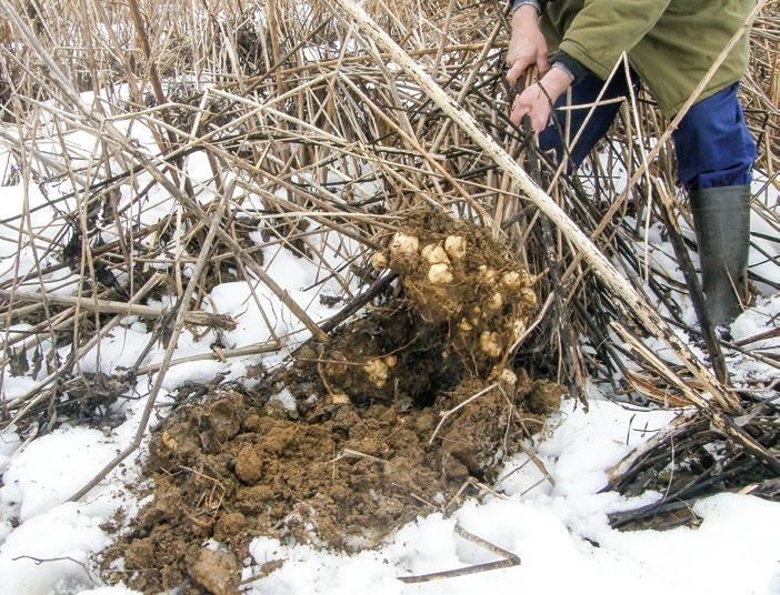 Výsadbu je třeba zahájit co nejdříve (březen duben) při vhodných půdních a klimatických podmínkách. Sázení hlíz provádíme na hloubku 120 140 mm.