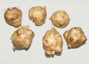 Výzkumný ústav bramborářský od roku 2014 vlastní čtyři odrůdy topinamburu získané výběrem z klonů. Jsou to odrůdy Rút, Skarlet, Karin a Zlata. RÚT Odrůda tvoří nať vysokou 2,6 až 3,2 m.