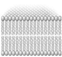 lipoteichoová NAM NAG 90 % BS peptidoglykan (20-80 nm) transmembránový protein Zástupci: Staphylococcus, Streptococcus, Enterococcus, Listeria, Clostridium, Bacillus aj.