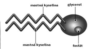 Cytoplazmatická membrána Hopanoidy specifické lipidové látky v CM někt.