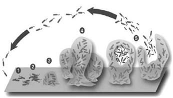 volné (planktonické) bakterie 2. přilnutí k podkladu (dostatek živin) 3. syntéza a uvolňování polysacharidů do prostředí = hlenová matrix - 4.